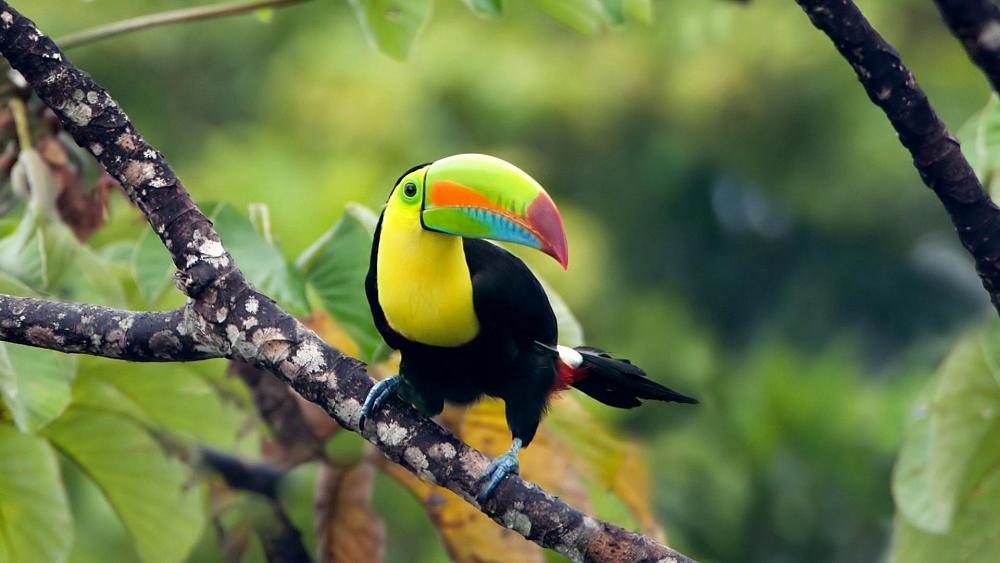 Nature now has legal rights in Panama