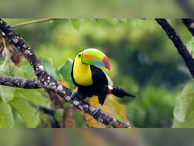 Nature now has legal rights in Panama