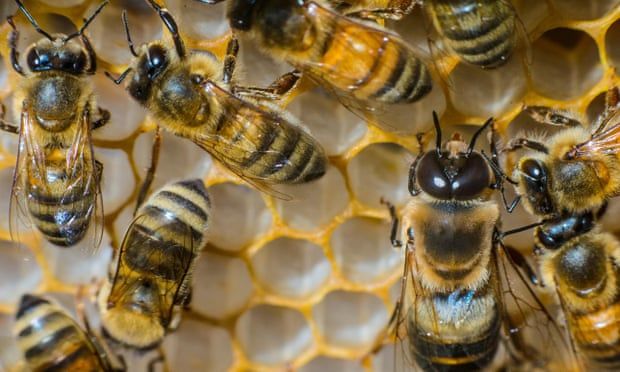 Ohio man who suffered 20,000 bee-stings expected to recover, family says