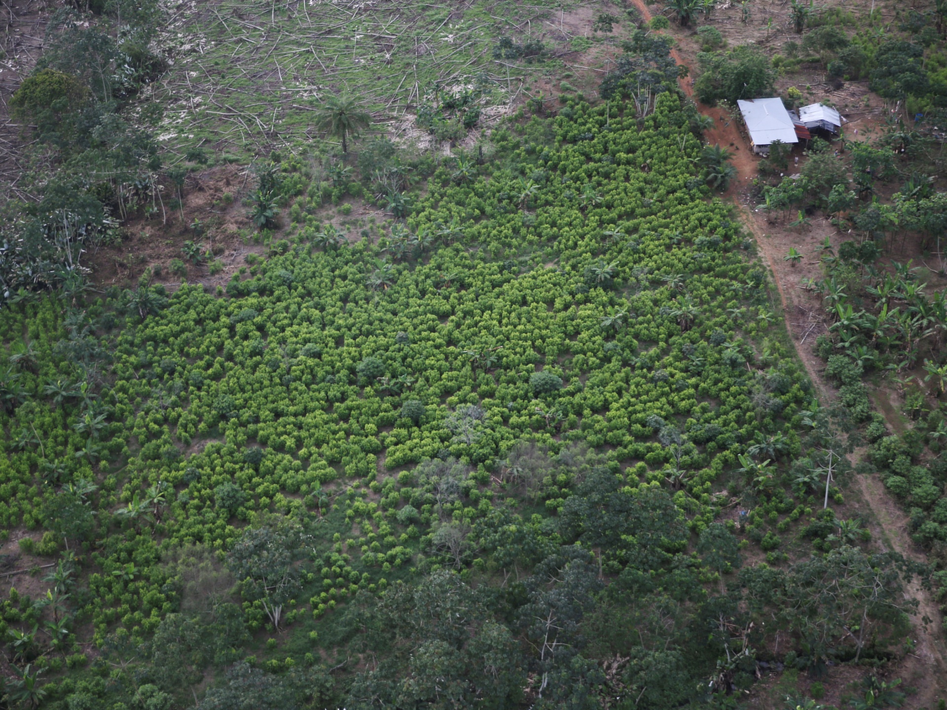 Colombia’s coca crops grew to ‘historic levels’ last year: UN