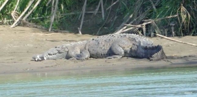 Boy, 8, mauled to death by crocodile in shallow water while parents watch on