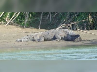 Boy, 8, mauled to death by crocodile in shallow water while parents watch on