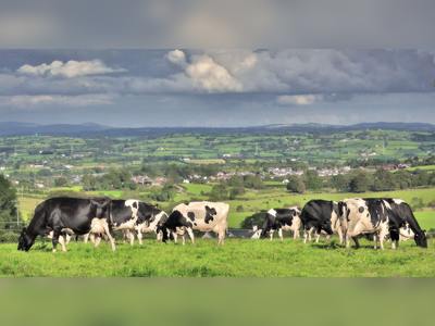 Irish Beef Industry Under Pressure as Government Considers Reductions to Meet Climate Targets