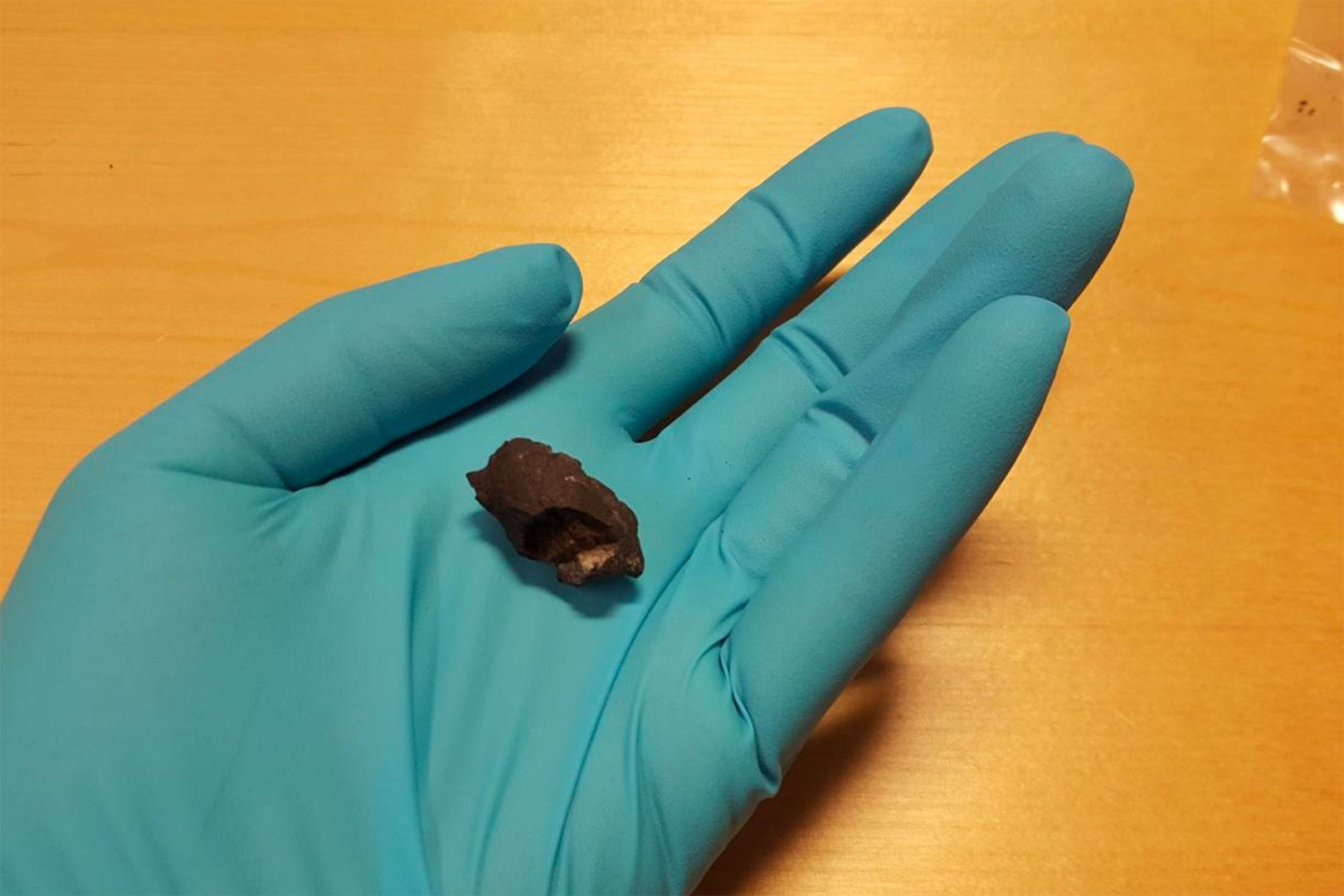 Revealing Stone Age Secrets: DNA Extracted from 10,000-Year-Old 'Chewing Gum